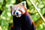 Panda merah lebih dulu ditemukan daripada panda