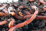 Earthworm Farming Market With Manufacturing Process and CAGR Forecast by 2030