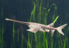 Ikan Paddlefish Asal China Dinyatakan Punah
